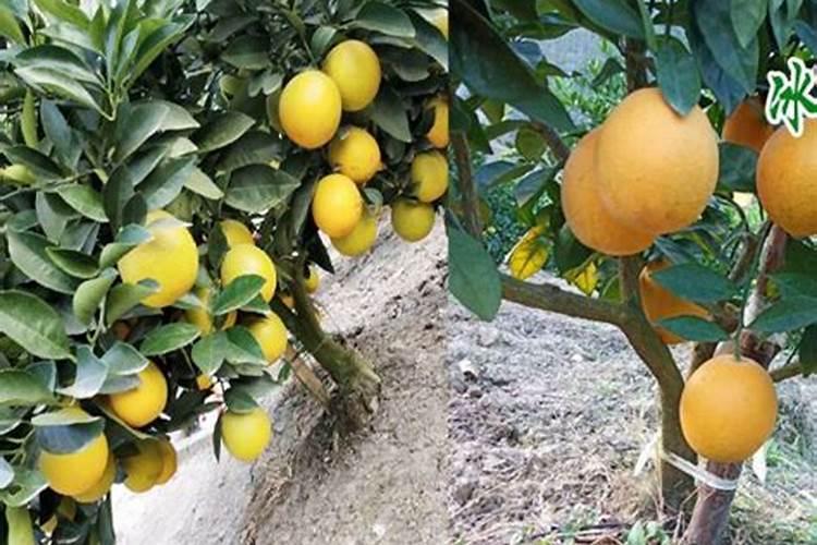 冰糖橙怎么种怎么管理才甜 冰糖橙怎么种如何管理才甜