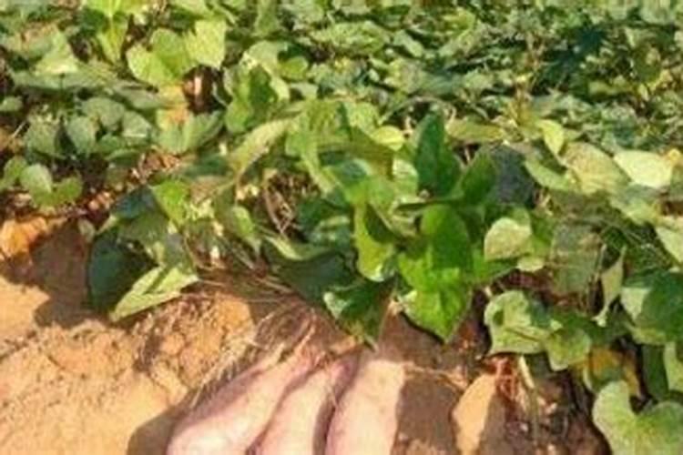 施什么肥能促进开花