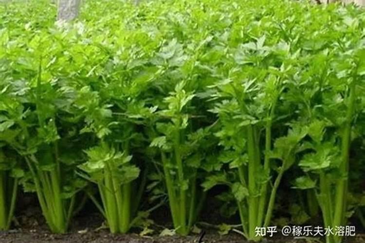 茶叶叶面肥施尿素好不好,复合肥能当茶叶的叶面肥吗