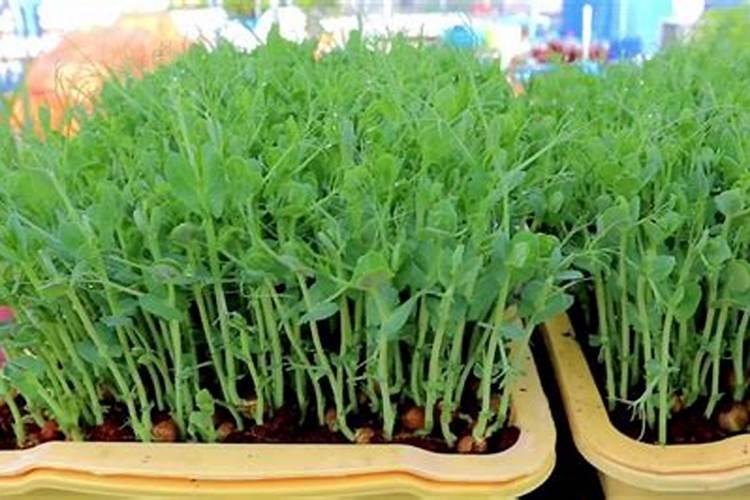 大棚芸豆尖细喷什么叶面肥？