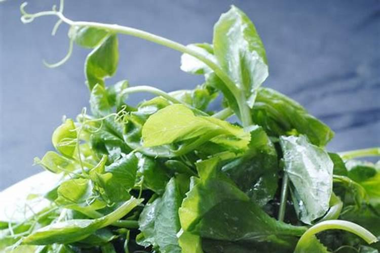 豌豆尖在采摘之后需要打药吗？打什么药比较好？