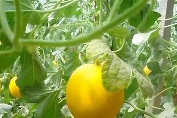 甜瓜打什么叶面肥最好？甜瓜施肥时间及方法？