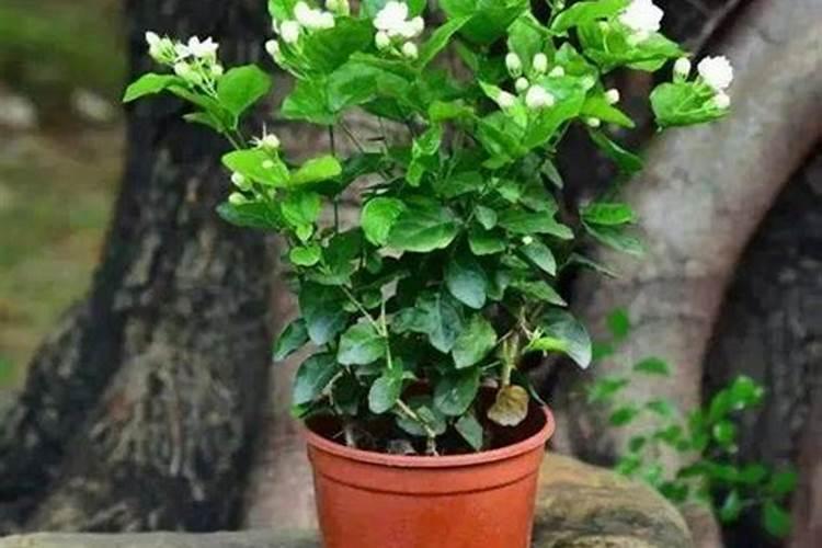 茉莉的施肥方法茉莉什么时候停止施肥？