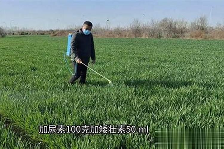 小麦越冬期使用芸苔素的时间