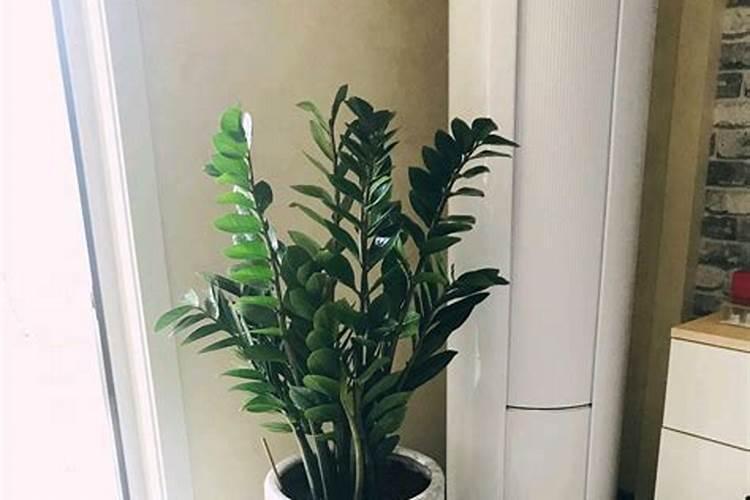 冬季金钱树施什么肥