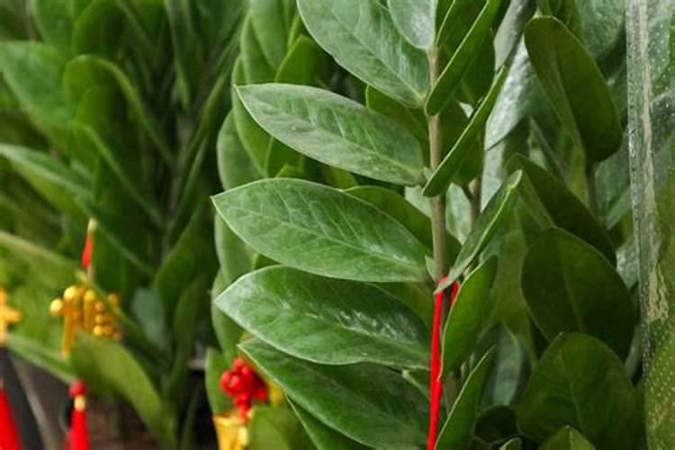 金钱树施什么肥好