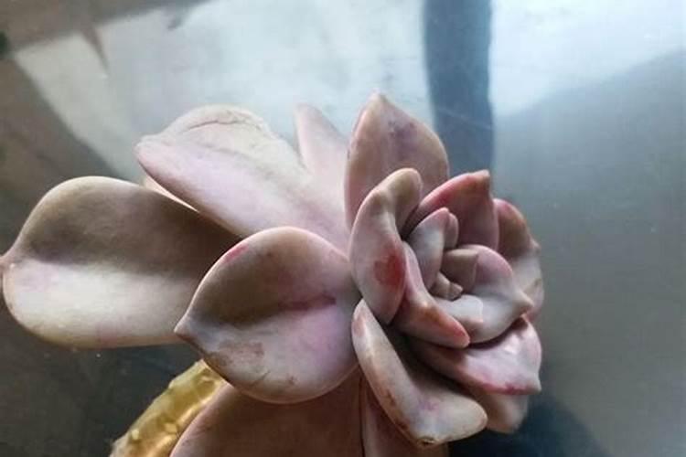 玉米打叶面肥好还是追尿素好