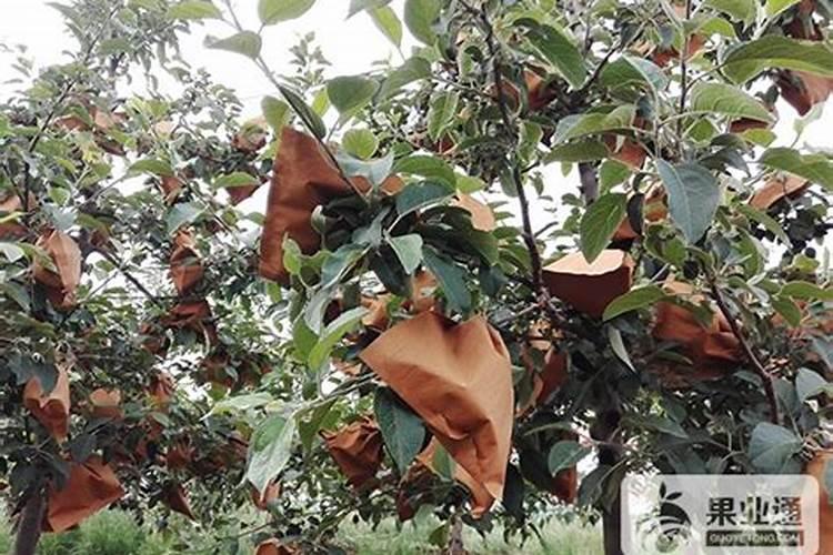 一般的风景树追什么肥最好？