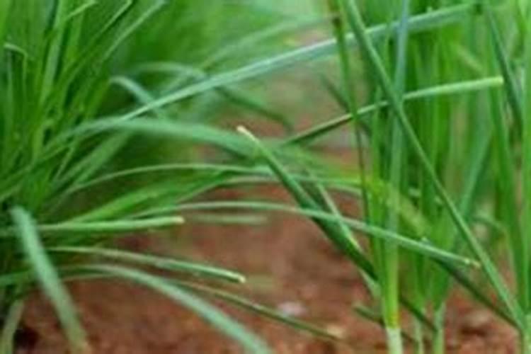 流体硼肥根施的用量