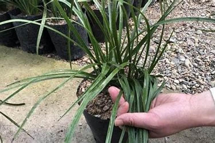 兰花用叶面肥花宝好吗