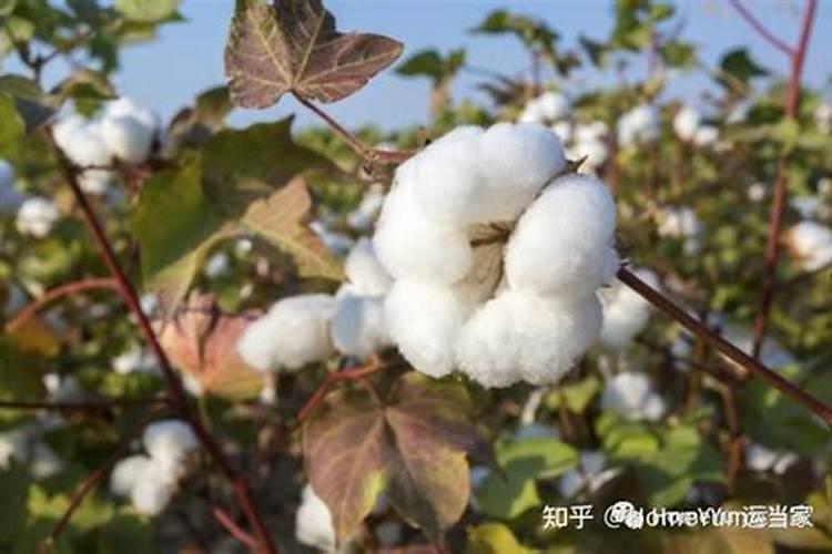 吃上化肥的蔬菜对人身体有害吗