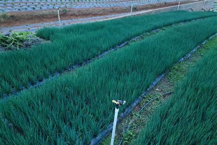 小葱施肥最佳时间