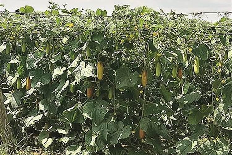 角瓜多久施一次肥