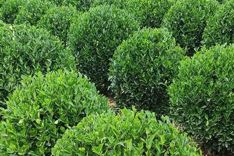 硫酸钾复合肥烧种吗做按肥