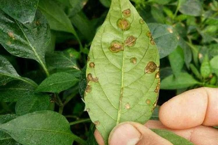 西红柿头花喷催肥需要什么类型的肥料？