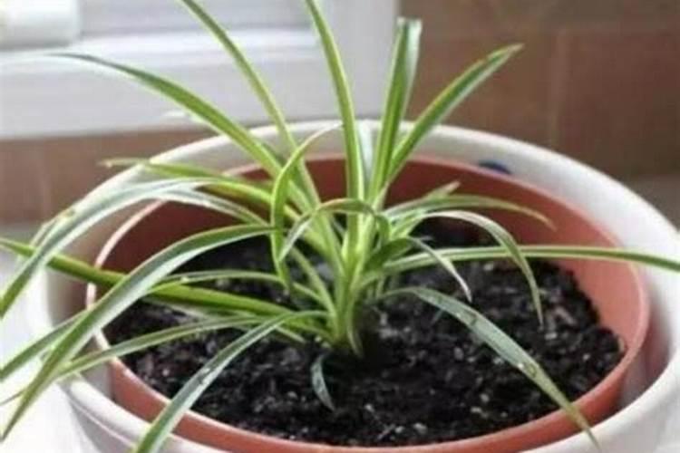 吊兰叶子发白怎么办