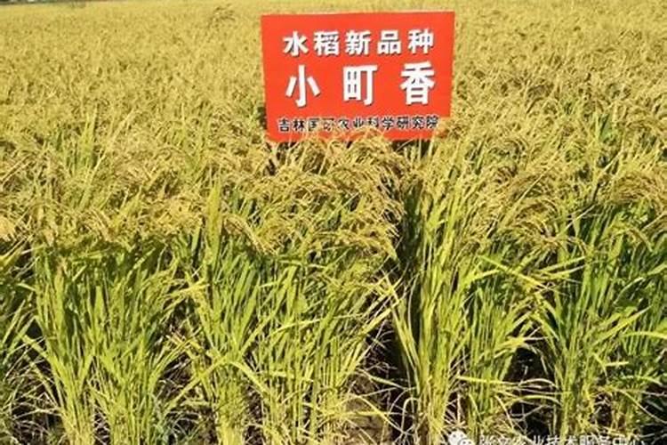 水稻硼肥的作用及使用方法