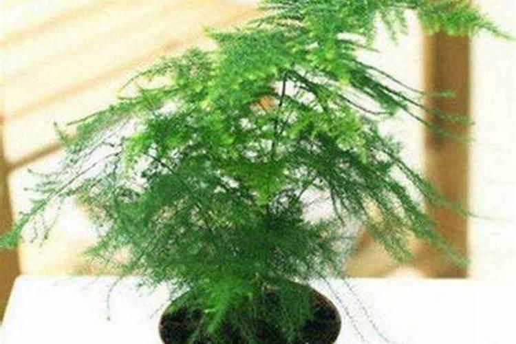 小麦生长期分几个阶段和时间