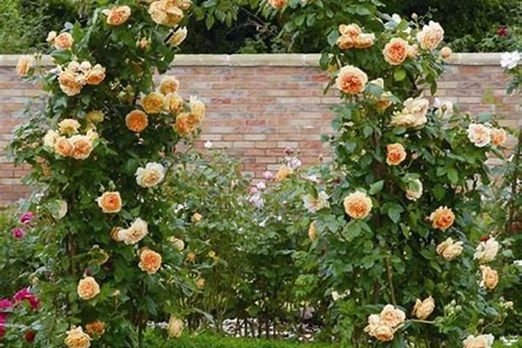 如何做到盆栽矮化的胭脂扣月季