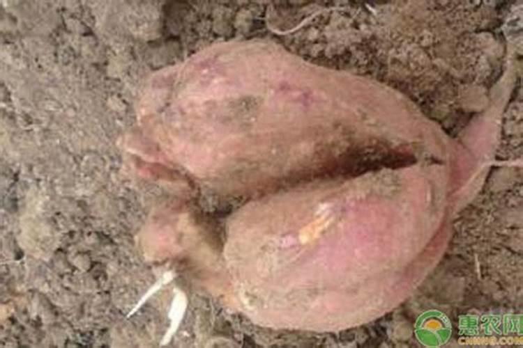 红薯裂果解决方法