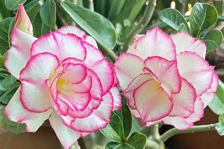 沙漠玫瑰什么时候施肥