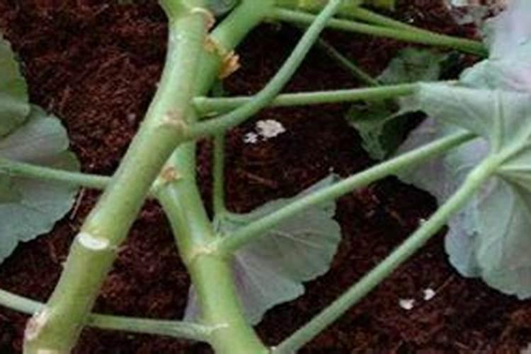 松针在土里多久可腐烂 松针在土壤中自然分解需要多久