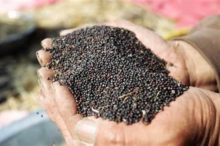 油菜硼肥的最佳使用时期和用量