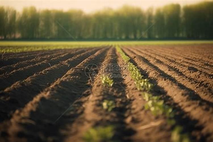 叶面肥什么时候喷洒效果好