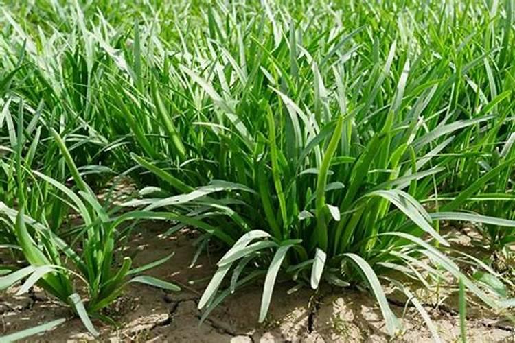 氨基酸原粉和生化黄腐酸的区别