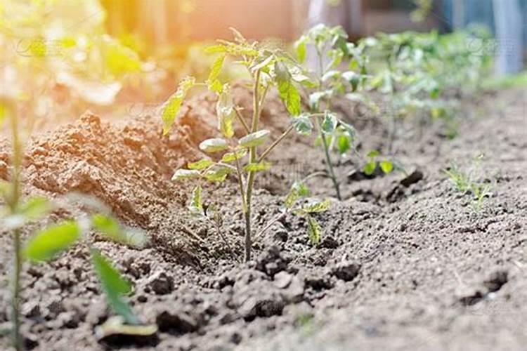 小番茄实用施肥5大诀窍,想获高产的一定要记住