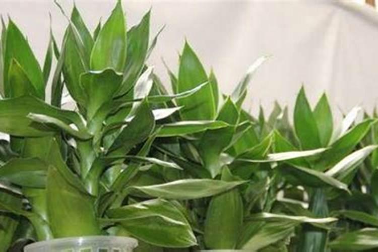 水养富贵竹施什么肥