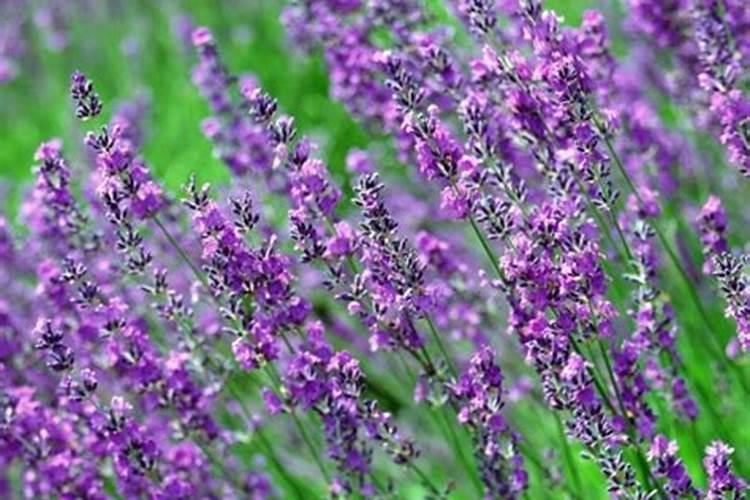 五洲丰化肥算大品牌吗