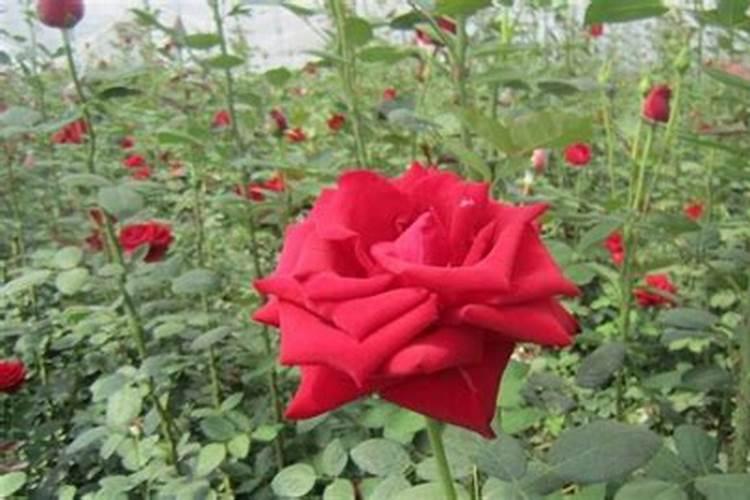 玫瑰花怎么施肥,玫瑰花施氮磷钾肥最为合适