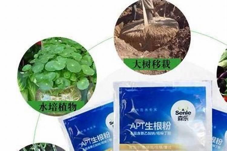 用高锰酸钾浇花会把花烧死吗 高锰酸钾浇花有啥好处