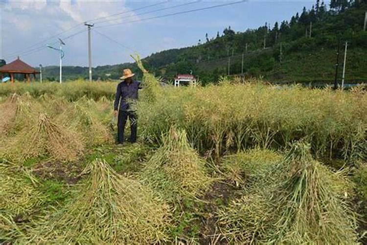 一亩油菜花化肥农药多少钱