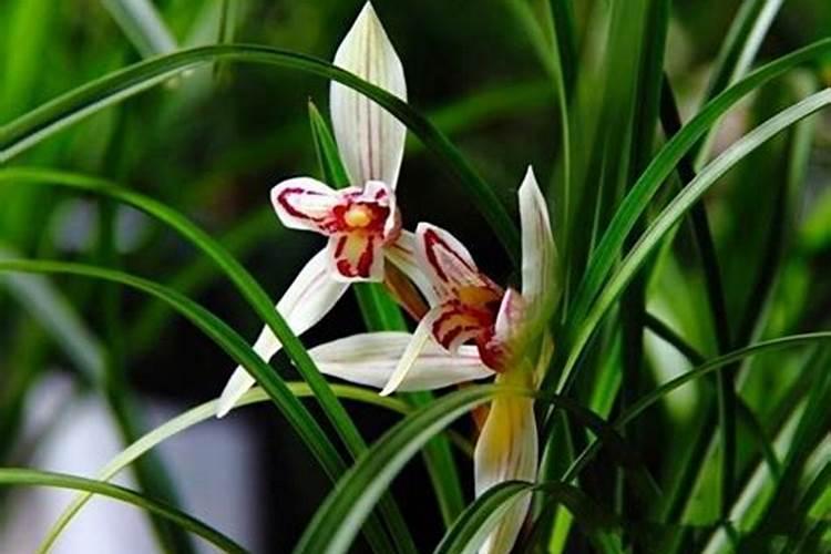 垄上牛人液体肥的产品功效