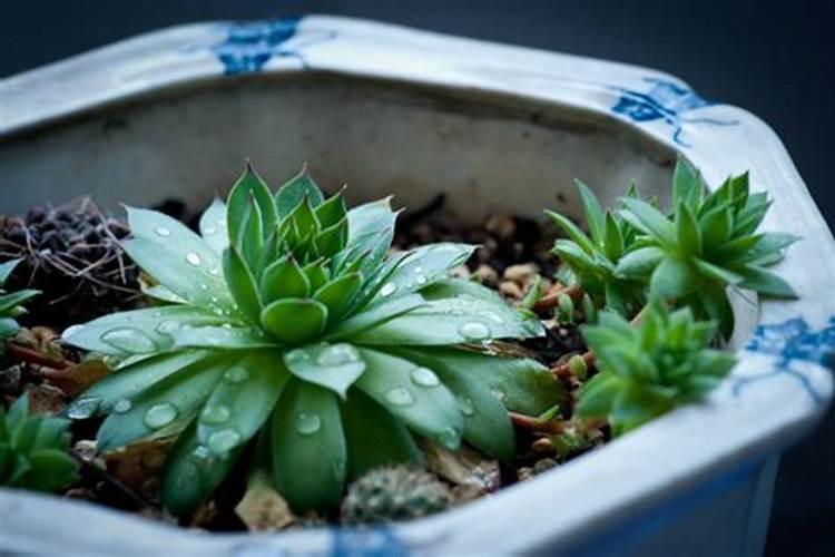 给花施肥一般都是用的什么肥料？