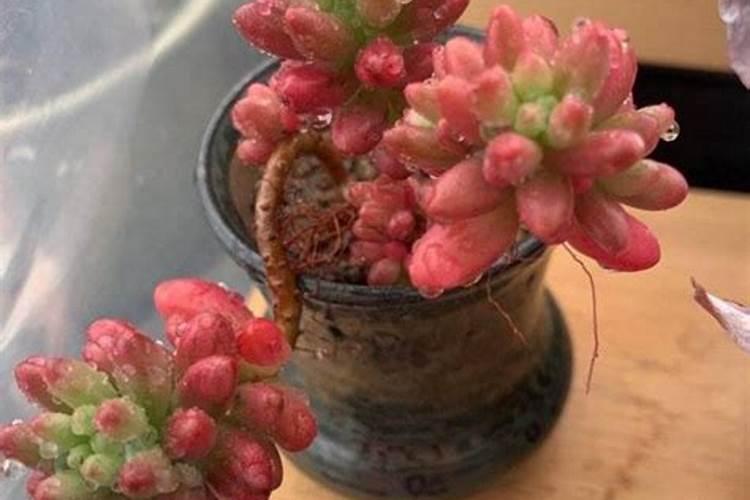 蟹爪兰使用什么肥？