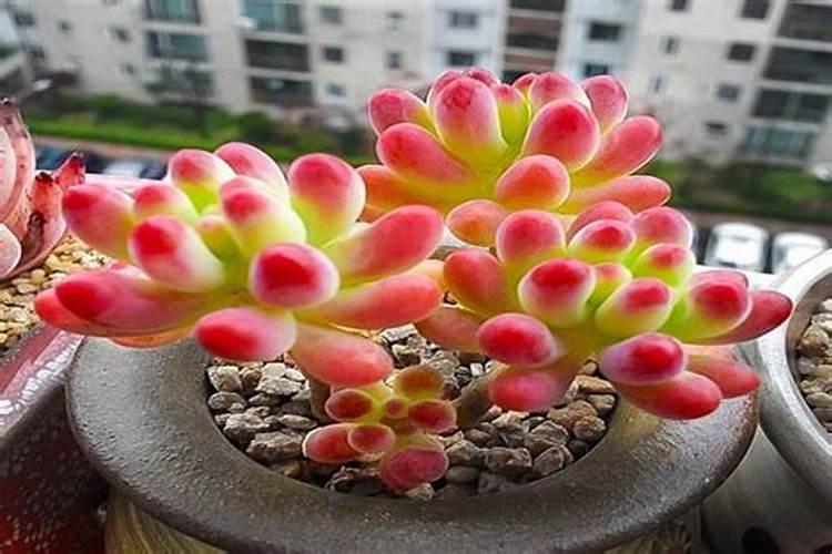 蟹爪兰能浇菜水吗？