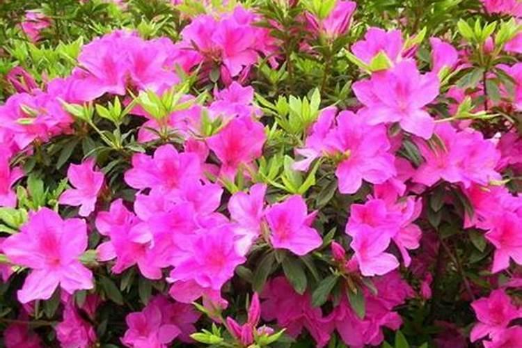 杜鹃有花骨朵就是不开怎么办