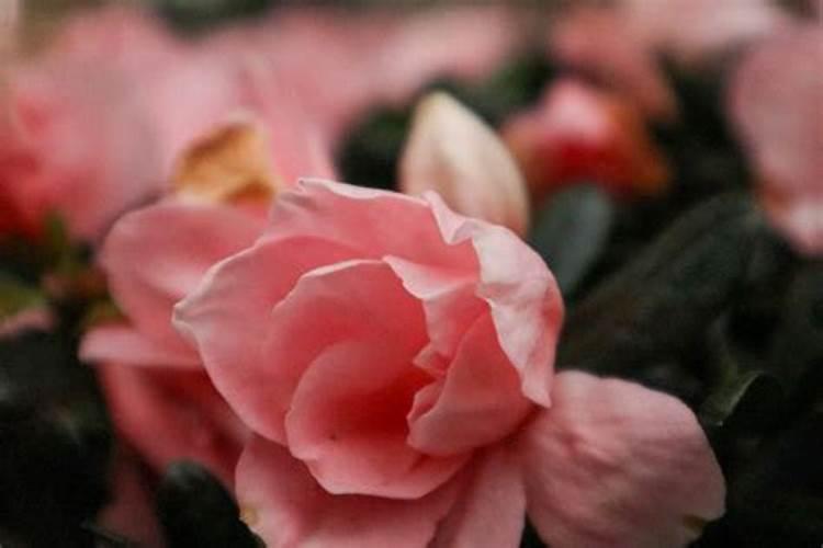 杜鹃花怎样浇水施肥？