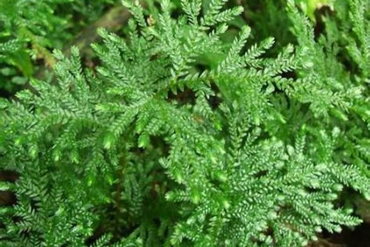 草地卷柏养护知识