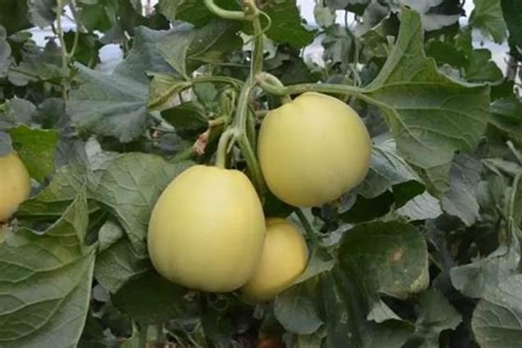 甜瓜可以充高钾肥吗