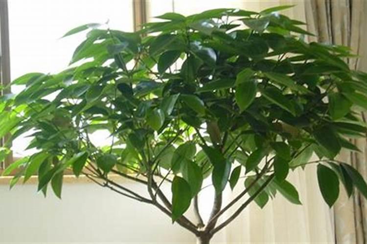 平安树怎么了？