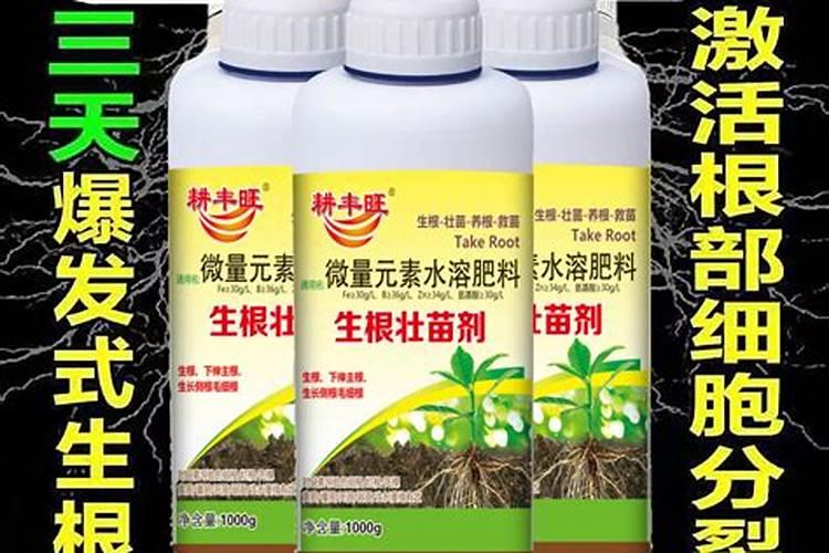 怎么样才能让瓜苗长得快？