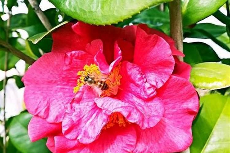 茶花长芽如何施肥