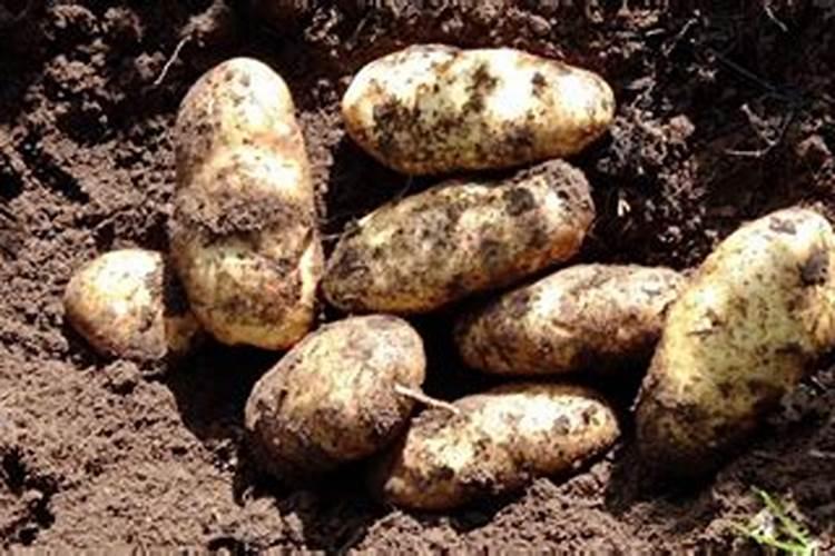 土豆施肥用什么肥料