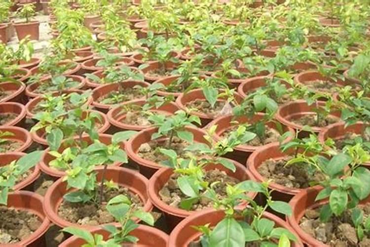 西瓜追肥的特点和西瓜叶面肥的使用方法及选择