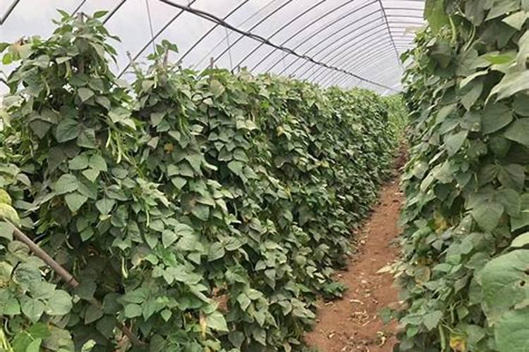 四季豆出苗后施什么肥