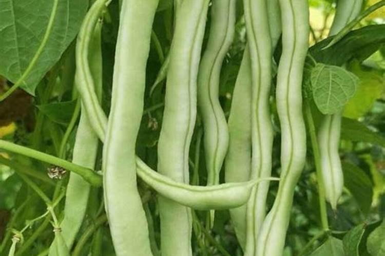 四季豆施肥的正确方法